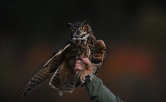 picture of owl on man's hand