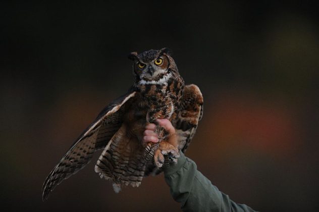 picture of owl on man's hand